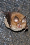 Lesser Horseshoe bat -credit Gareth Jones
                          Bristol University