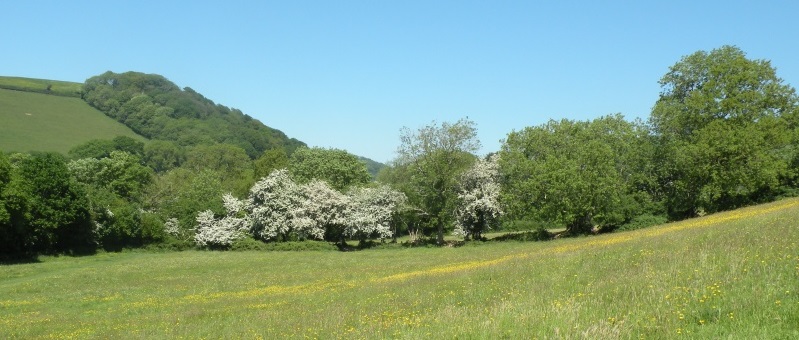 Buttercups and May Blossom in Manning's Pit,
                  photo by Christine Lovelock